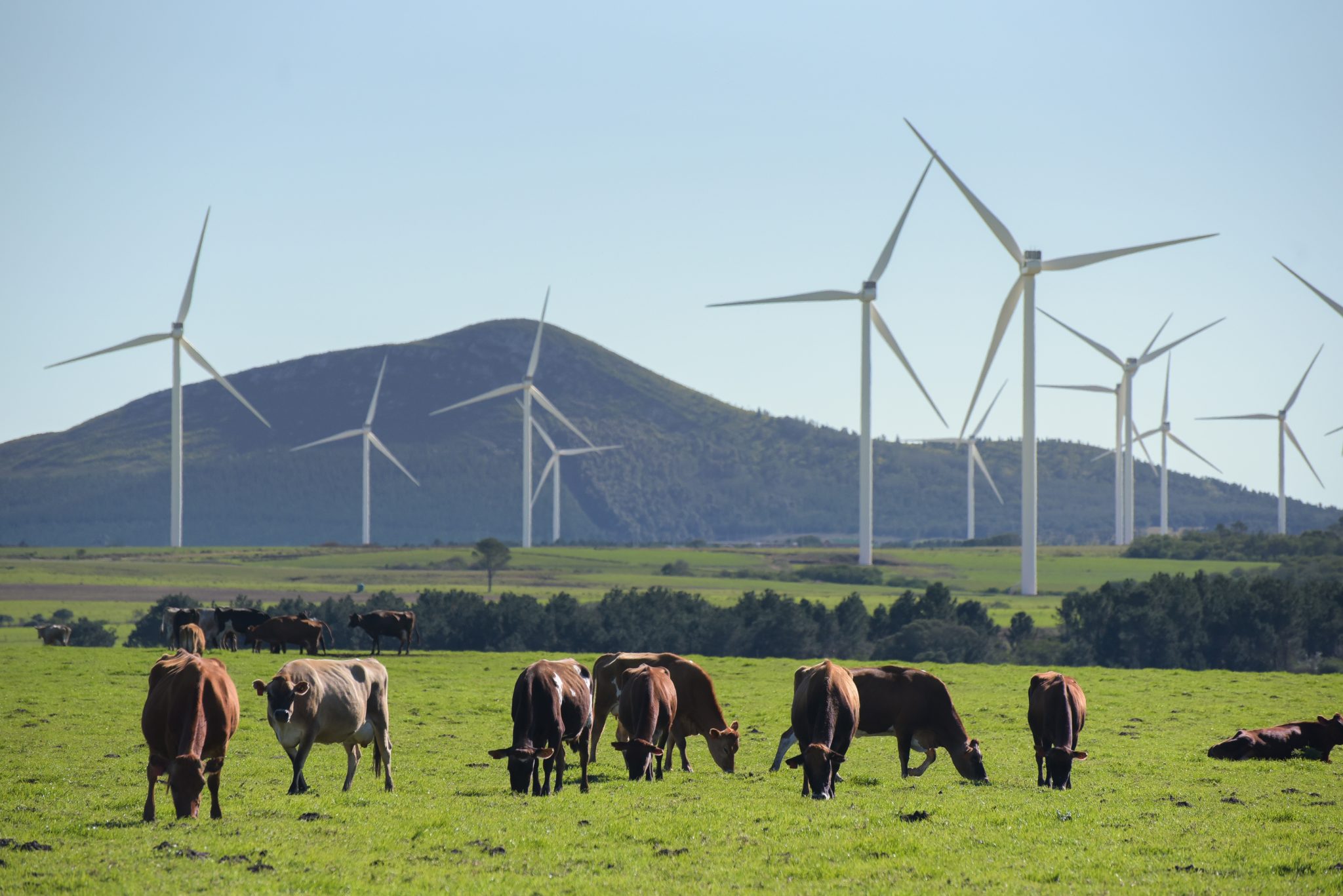 Wind turbine farm next to Red Cap